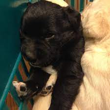 One female black & grey. Proctorville Ohio Oh Labrador Retriever Meet Lab Mix Puppies A Pet For Adoption