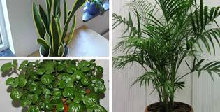 Pianta pulisci aria / 10 tipi di piante che purificano l aria della nostra casa sempreinsalute : 5 Piante Che Purificano L Aria Di Casa Rimedio Naturale