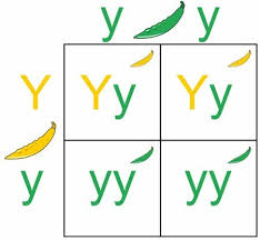 Yellow is dominant to green. Punnett Square Definition Types And Examples Biology