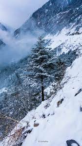 Pine Tree Winter Snow Hills 4K Ultra HD ...