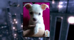 We offer the tools and training you and your. Staten Island Man Found Guilty Of Animal Cruelty For Murdering Wife S Puppy Pix11