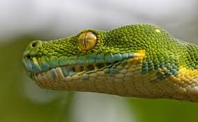 Green Tree Python Owner S Guide Best