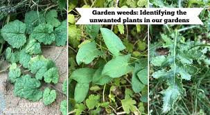 garden weeds identifying the unwanted