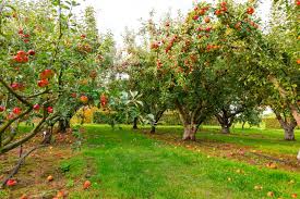 Apple Tree Dropping Fruit
