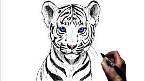 how to draw a tiger cub step by step