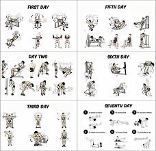 Gym Workout Program For Beginners Weekly Workout Plans 7