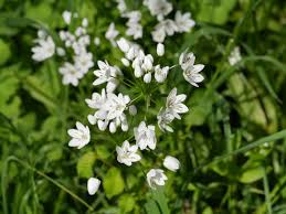 Allium neapolitanum - Wikipedia