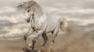 100 white horse wallpapers