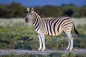 This article demonstrates some of the most imperative zebra habitat facts and its widespread distribution. Plains Zebra Wikipedia