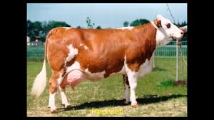 Dairy Cows Breeds