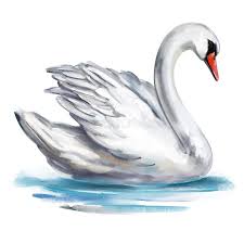 White Swan Bird on the Pond, Art Illustration Painted with Watercolors Isolated on White Background Stock Illustration - Illustration of love, animal: 166622533