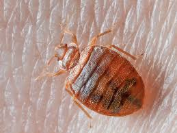 home remedy to kill bedbugs eggs