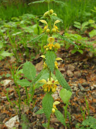 Many kinds of perennial plants sprout from early through late spring. Lamium Galeobdolon Yellow Archangel Identification Distribution Habitat