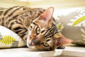 A bengal cat, a specific breed, likely will cost somewhere between us$400 and us$800 depending on parentage. Bengal Cat Price Guide Finding A Bengal Cat For Sale