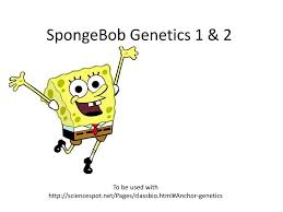 Go to squidward's house and talk to him. Ppt Spongebob Genetics 1 2 Powerpoint Presentation Free Download Id 525378