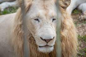 white lion facts