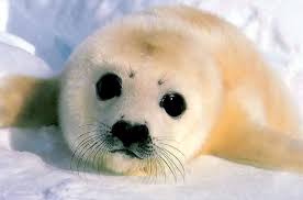 Image result for cute baby animals