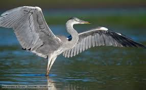 Image result for Grey heron