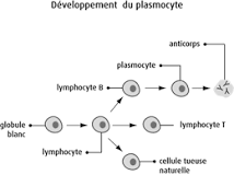 Résultat de recherche d'images pour " plasmocyte définition"