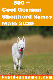 Korean dog names are a fun and cultured option for a new pup. Cool German Shepherd Names Male Boy Dog Names Dog Names German Dog Names Dog Names Male