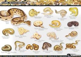 Ball Python Morph Chart Google Search Ball Python Morphs