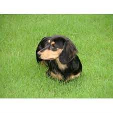 Thank you for visiting the lovable dachshund puppies free online pet classified website. Holidox Dachshunds Dachshund Breeder In Calera Alabama