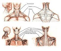 Injuries to the scapula are usually from an the clavicle attaches to several muscles connecting it to the arm, the chest and the neck. How To Draw The Neck And Shoulders With Jake Spicer How To Artists Illustrators Original Art For Sale Direct From The Artist
