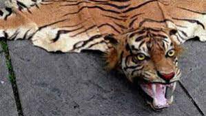 woman sentenced in tiger skin rugs case