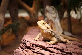 Why Are Red Bulbs Bad For My Bearded Dragon