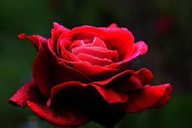 red rose flower love heart petals