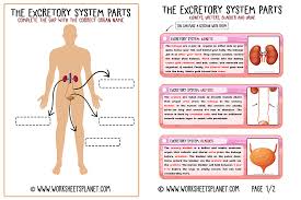 Even if you're not mr. Excretory System For Kids Diagram Theory Vocabulary