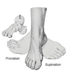 Pronation Of The Foot Wikipedia