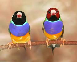 sons or daughters female finches use
