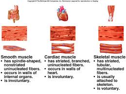 Three Types Of Muscle Tissue Iilyear4 Types Of Muscles