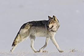 wolves and the balance of nature in the