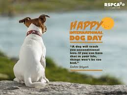 Tell your dogs we say hi, and read them a nice book to celebrate this international dog day.love, rj. Rspca Australia Happy International Dog Day A Day To Celebrate Our Furry Friends Who Bring Us So Much Unconditional Love And Joy Share A Photo Of How You Re Spending The Day