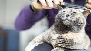 grooming your cat here s what you