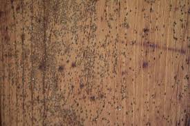 remove mold from a wooden ceiling