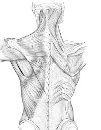 Includes obj and fbx for maximum compatibility. Back Muscles Anatomy Drawings Page 1 Line 17qq Com