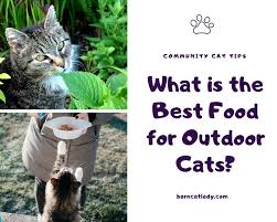 The best food for cats is meat. What Is The Best Food For Outdoor Cats In 2020 The Barn Cat Lady