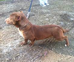 May 13 what's the price of doxie pit puppies? This Pitbull Dachshund Is The Weirdest Crossbreed We Ve Ever Seen Bored Panda