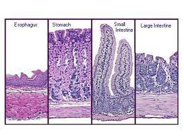 The average american diet can wreck havoc on the intestinal system. Histology Of Digestive System Small Large Intestine Organs Associated With The Digestive Tract 21th Lecture May 19 Ppt Video Online Download