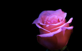 hd wallpaper pink rose flower black