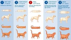 Care Center Obesity In Pets