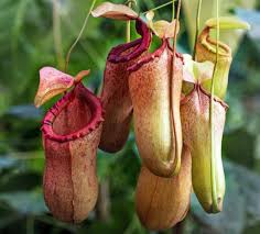 Si tratta di un tipo di orchidea dai fiori gialli e rossi che vive in sottoboschi umidi di latifoglie, conifere o faggete. Fiori Strani I 7 Fiori Piu Affascinanti Del Mondo Assolutamente Da Vedere Scambieuropei