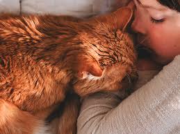 Cat separation anxiety can almost always be remedied with a combination of behavior modification (like the tactics above) and medication. Sleep Disorders In Children Symptoms And Treatments