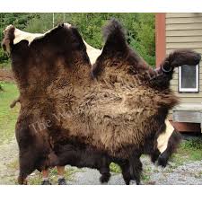 buffalo hide full size wandering bull
