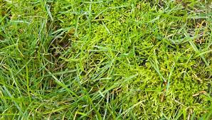 My goal is to help other homeowners establish and maintain a great. How To Get Rid Of Moss In Your Yard Lowe S