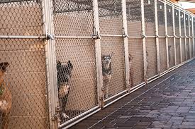 Animal Shelter Faces Predicted Crisis | NAIA Official Blog