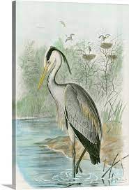 Common Heron Canvas Wall Art Print